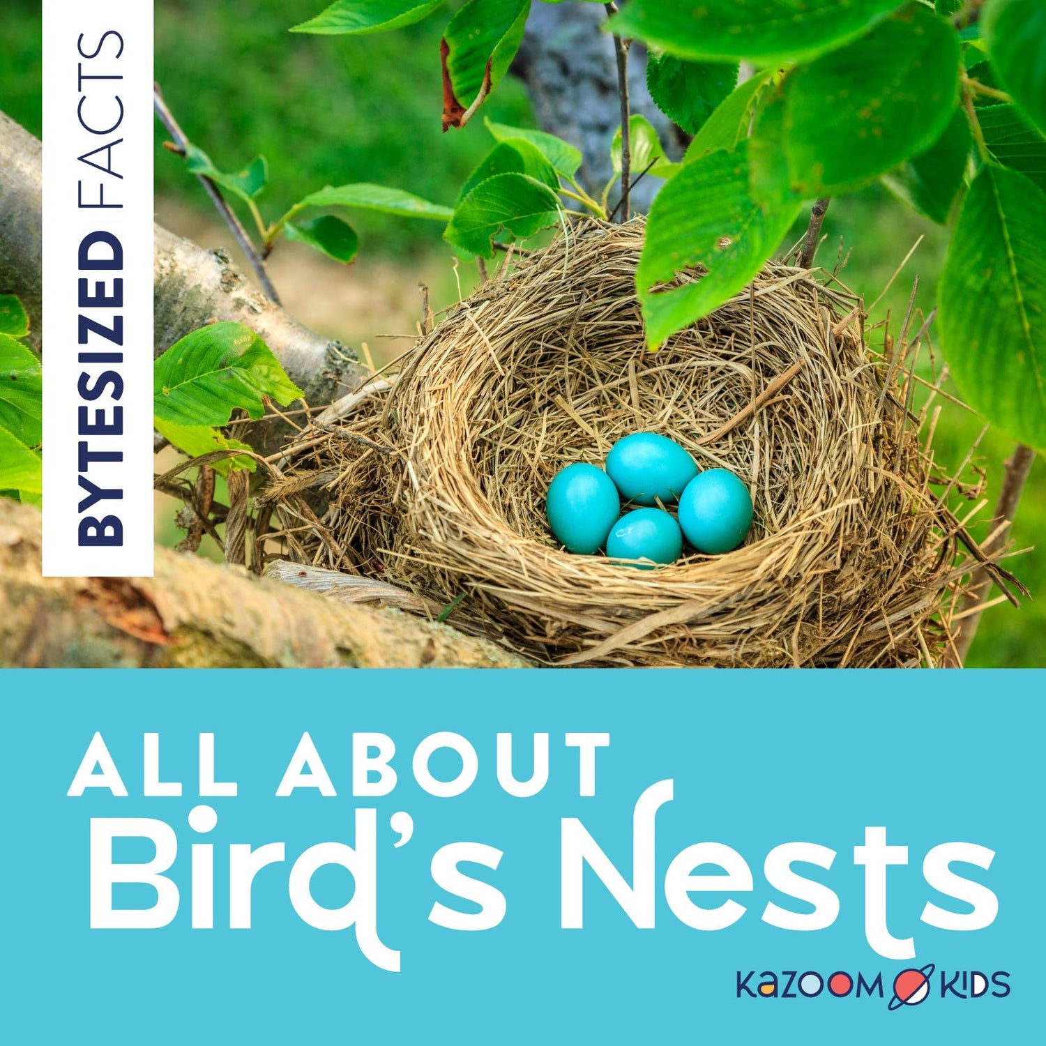 All about Bird's Nests